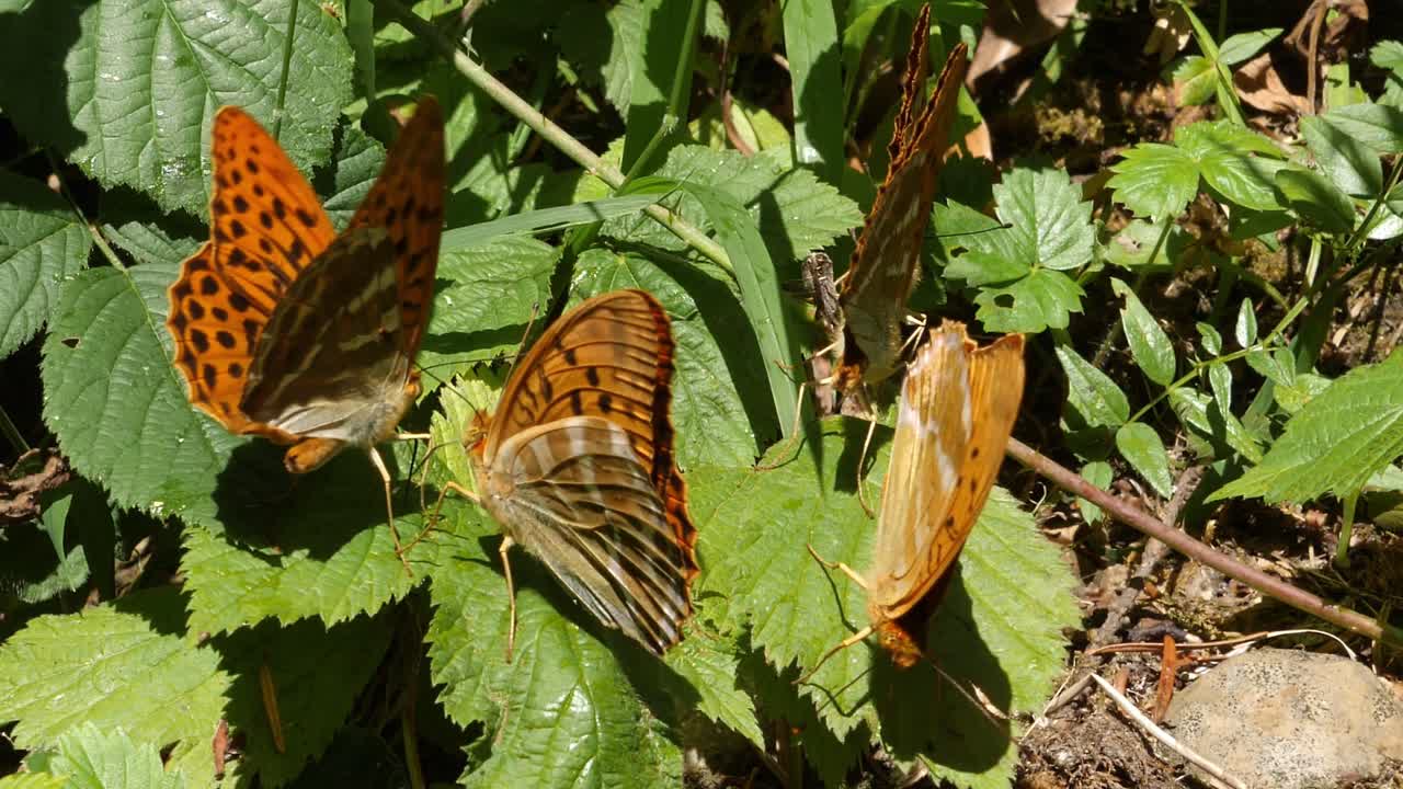 grupo de mariposas fritilleras lavadas de plata encaramadas en hojas verdes abriendo y cerrando sus alas en un día soleado