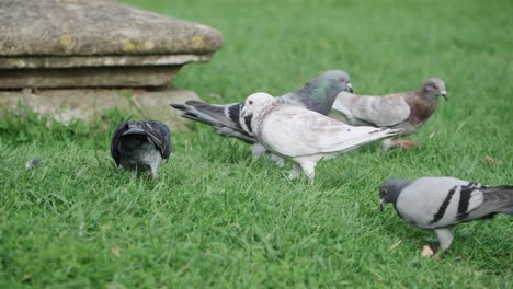 Algunas-Palomas-Buscan-Comida-En-Un-Prado-4k