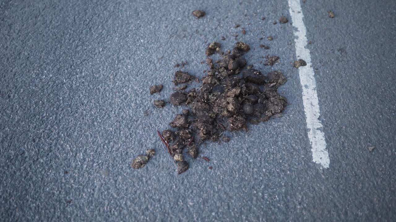 imágenes de taburete de caballo del caballo de la policía sueca tendido en la pasarela de asfalto