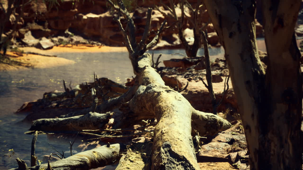 Tree trunk along the riverbank in rugged landscape during daylight