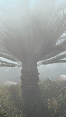 misty cycad tree