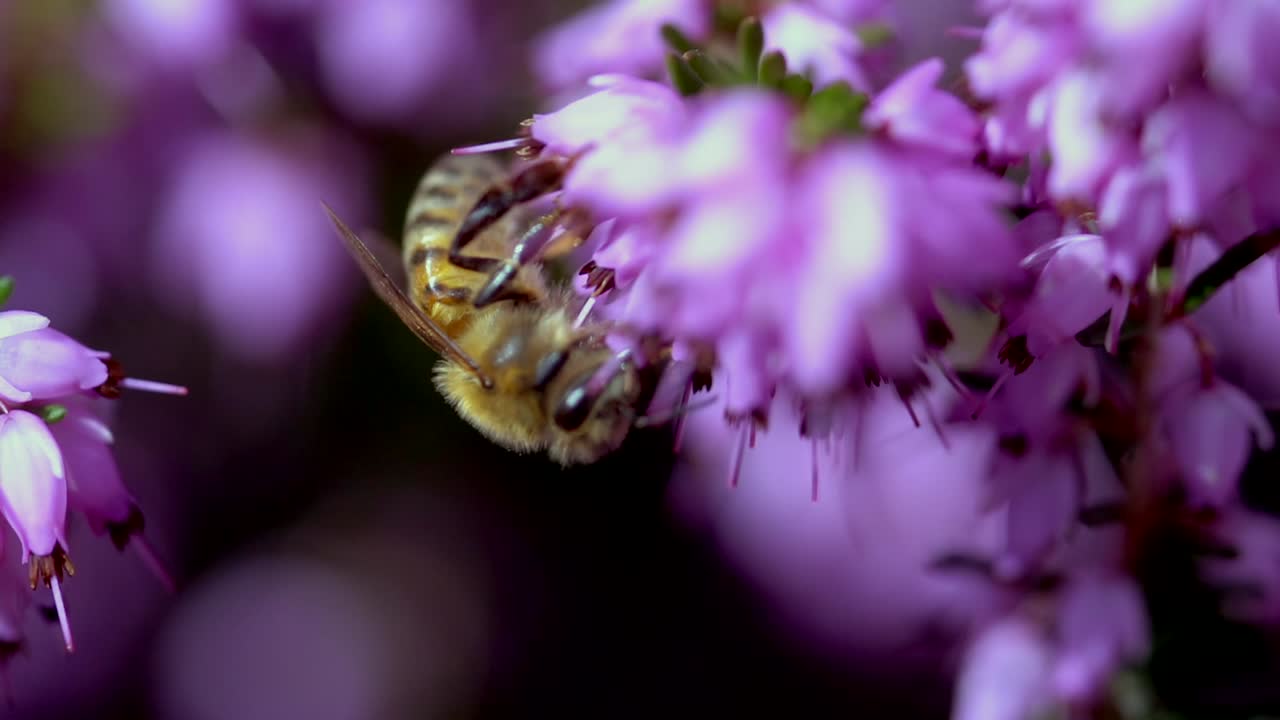 abeja silvestre con rayas recogiendo néctar de flor morada durante la luz del sol
