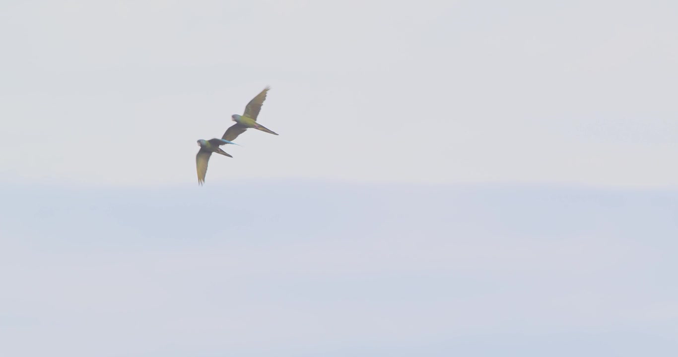 Two wild Blue Headed Macaws fly towards camera, turn to side