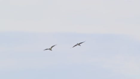 Two-wild-Blue-Headed-Macaws-fly-towards-camera,-turn-to-side