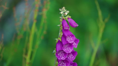 delicate purple bell flowers on the blurry background