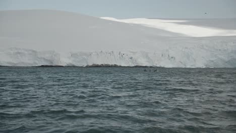 pod of humpback whales lunge feeding in antarctica