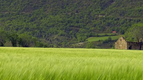 Ruined-farm-building-in-green-field,-panning-shot