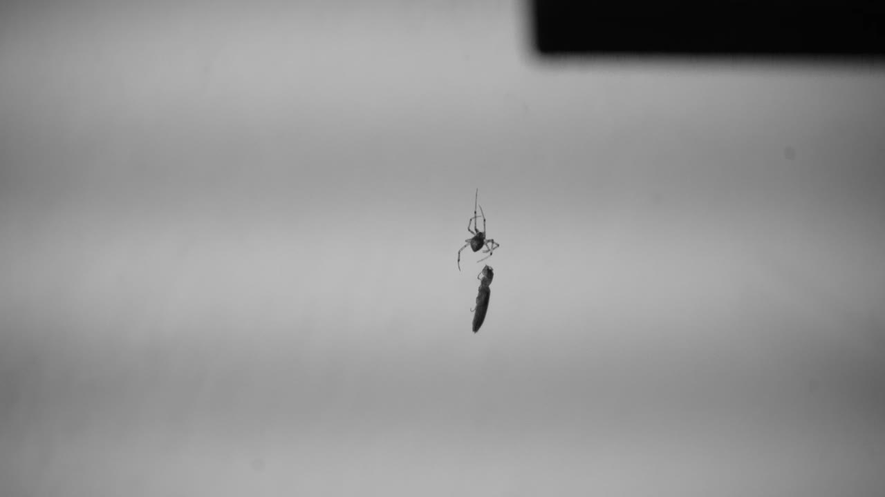 A Spider Hanging In His Web With Another Insect On It. - Static Shot