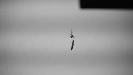 A Spider Hanging In His Web With Another Insect On It. - Static Shot