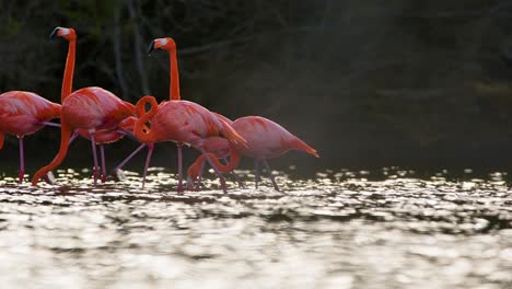 un grupo unido de flamencos camina juntos contra el viento mientras la luz brilla en el agua.