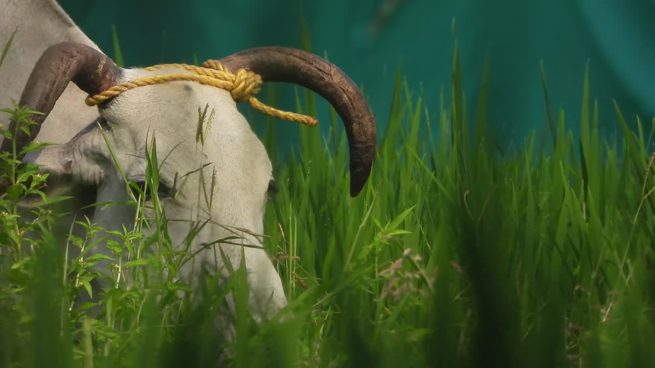 Mucca che mangia erba - occhi - erba di riso verde