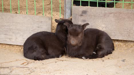 a pair of domesticated baby goats relaxing in a paddock on a farm