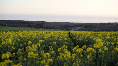 un vasto campo de colza en flor a principios de la primavera en alemania