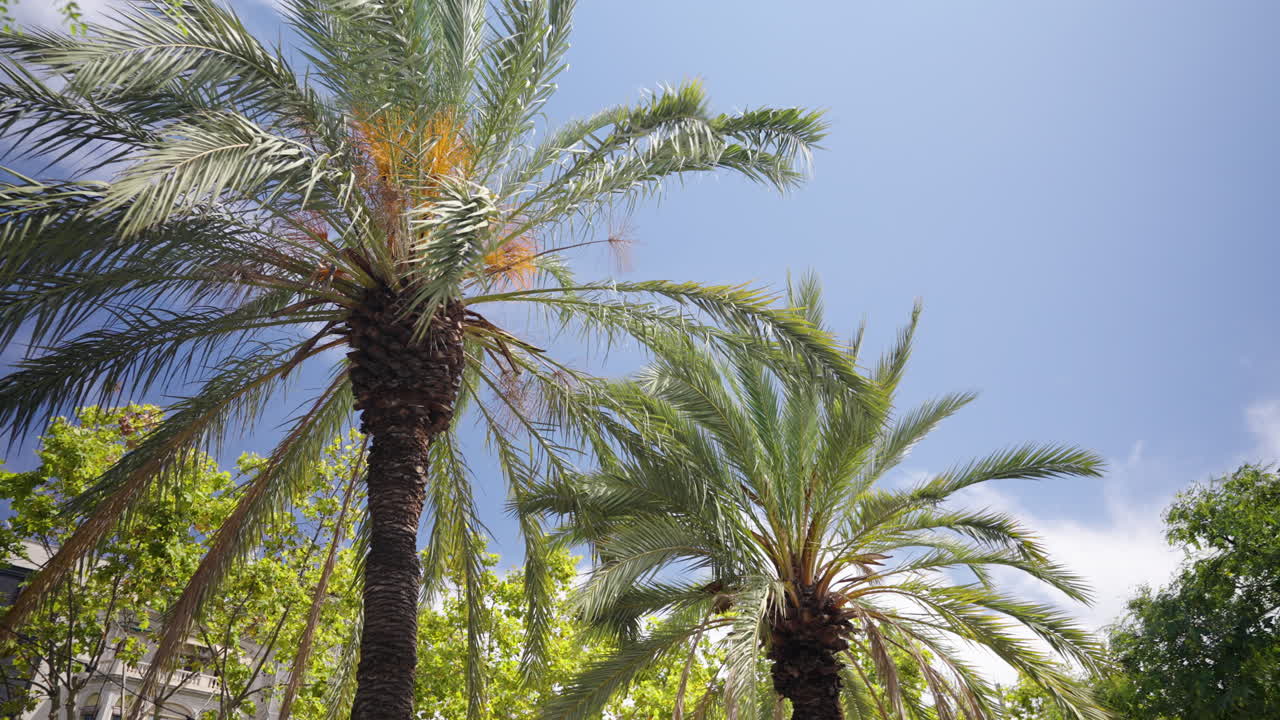 Palm trees gently sway against a clear blue sky