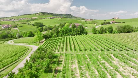 Wunderschöne-Italienische-Weinberge