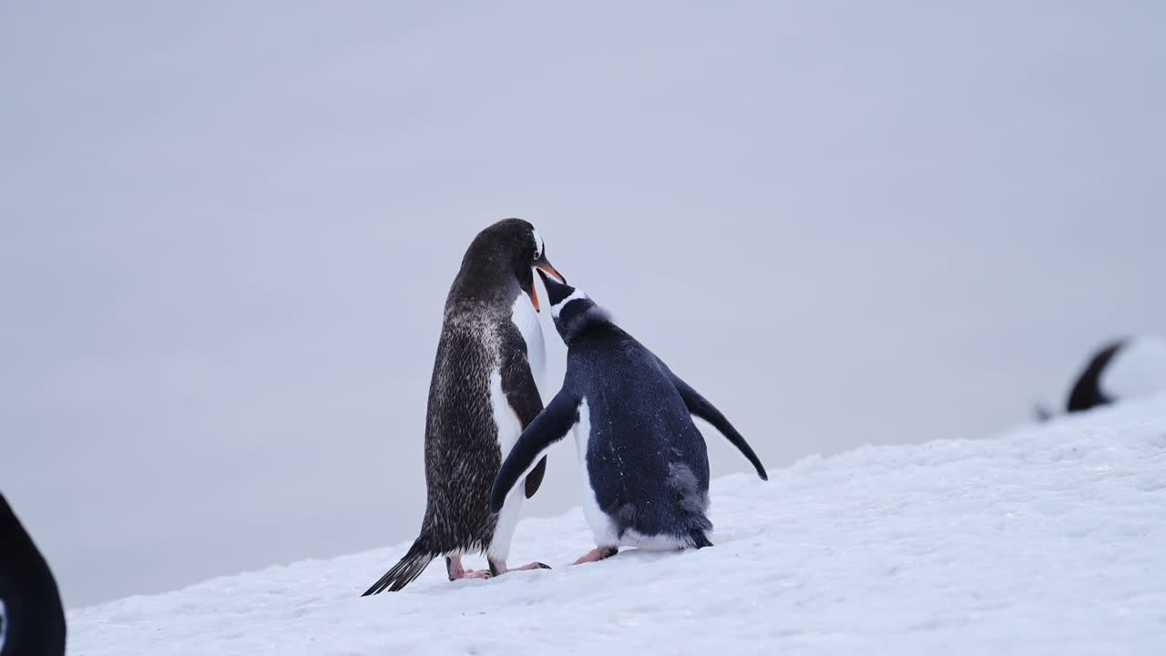 bebé pingüino y madre alimentándose en la antártida, jóvenes pingüinos hambrientos polluelo con la madre regurgitando comida para alimentarlo, vida silvestre y animales bebés en la península antártica en la nieve de invierno