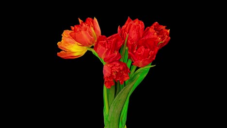 beautiful red tulip flowers background. beautiful bouquet of beautiful red tulip flowers background. beautiful bouquet of red tulips on a black background. timelapse of red tulip flowers opening. spring, mother's day, valentine's day, holiday, love