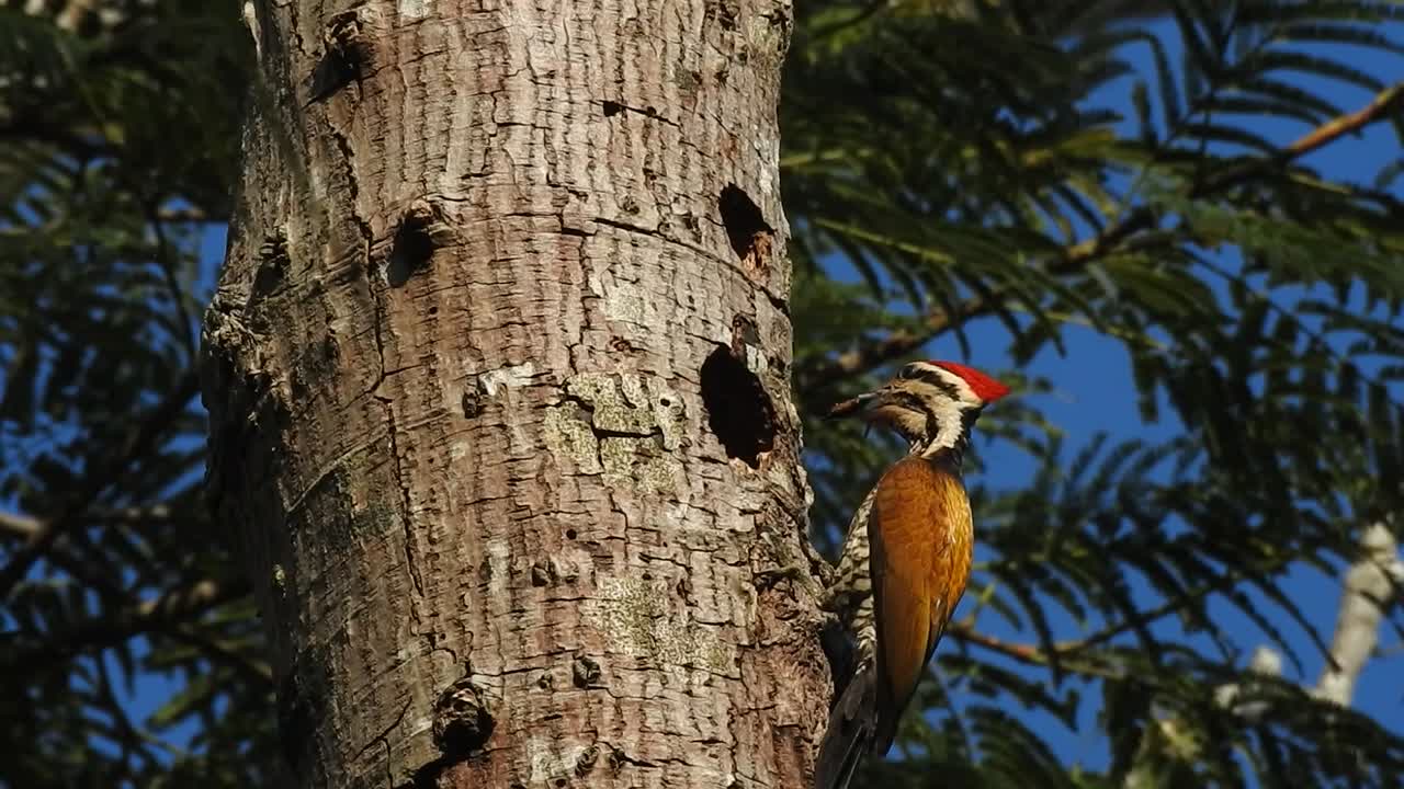 el pájaro flameback común o dinopium javanense se está alimentando en un nido en un agujero de árbol seco