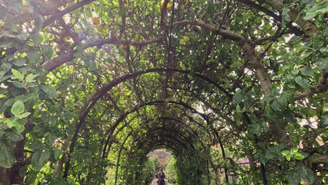 person walking through lush apple archway