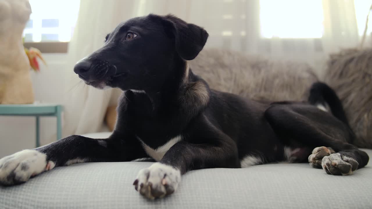 Cãozinho preto fofo a descansar no sofá em casa, a bocejar e a olhar para o lado.