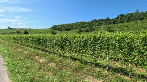 Lush vineyards stretch alongside a winding road