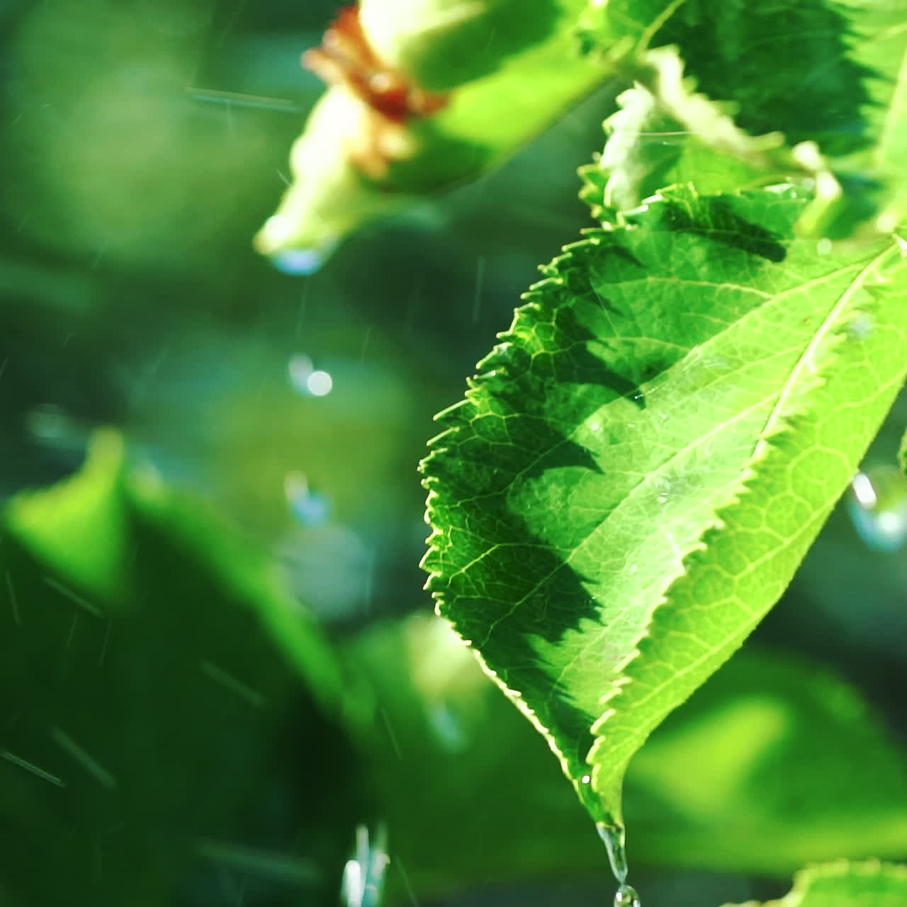 hojas verdes en la lluvia