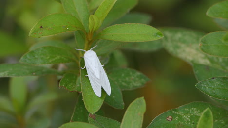 white altha subnotata sits motionless on leaf, close up top down view