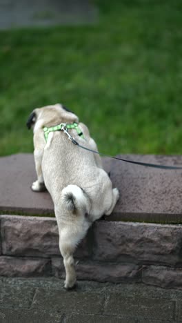 pug dog on a walk