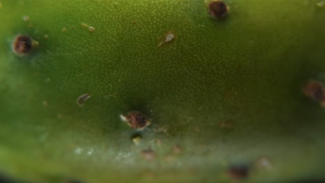 Vídeo-Macro-Detallado-De-Un-Cactus-Sabra,-Fruta-Tropical-Verde,-Con-Diminutos-Picos-Y-Gotas-De-Agua,-En-Un-Soporte-Giratorio-De-360,-Vídeo-De-4k