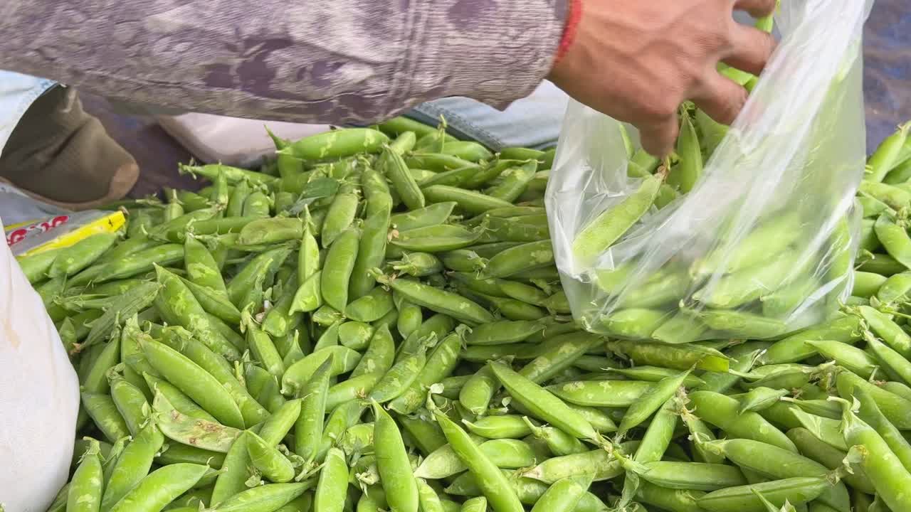 closeup of hands picking up freshly picked green peas
