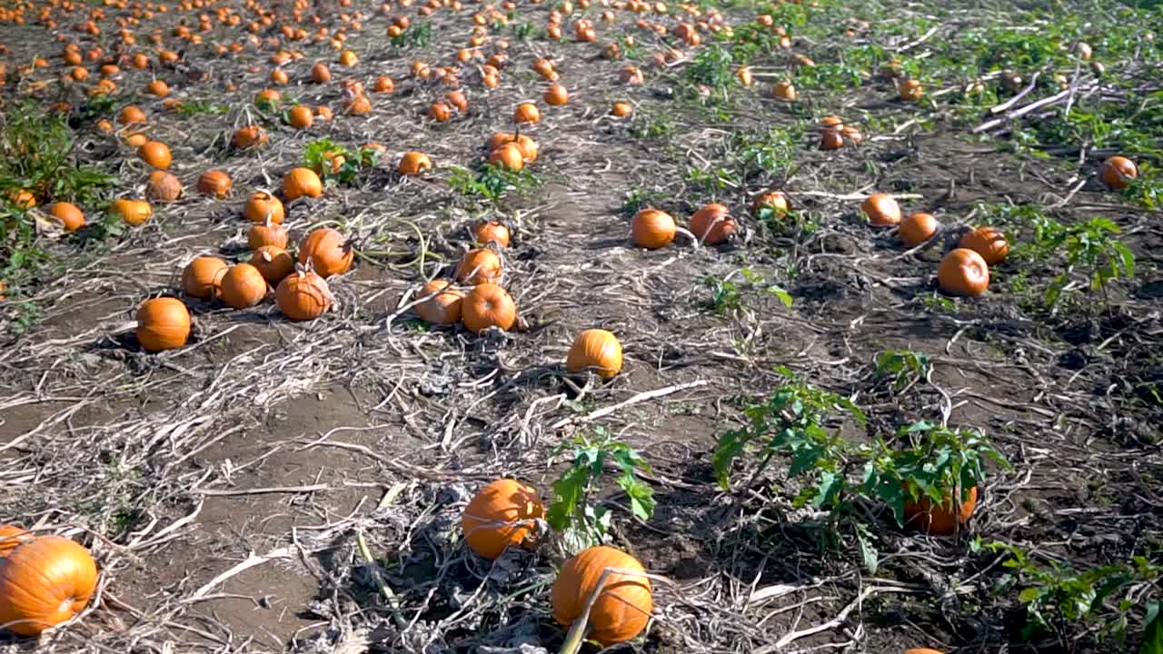 calabazas pequeñas en una granja de calabazas de oregon