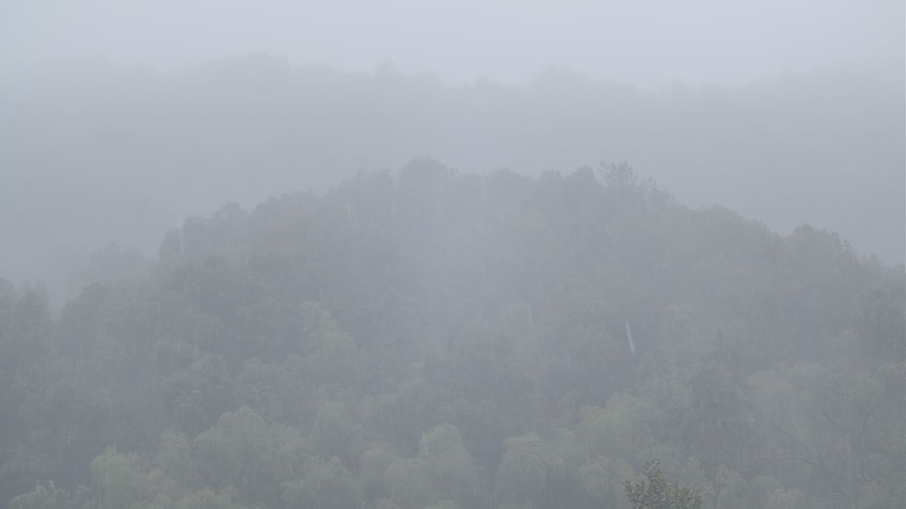 Foggy And Rainy Forest. Droplets of Rain. Mysterious Mood Concept