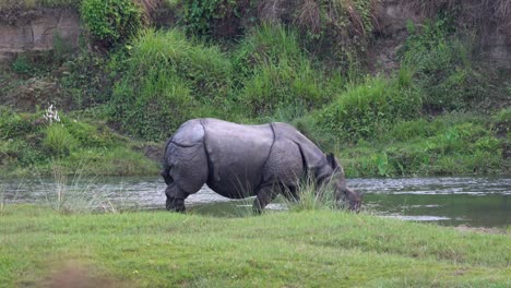 Ein-Nashorn,-Das-Den-Fluss-Entlang-Läuft,-Bevor-Es-In-Den-Fluss-Eintritt-Und-Sich-Während-Der-Hitze-Des-Tages-Im-Wasser-Abkühlt