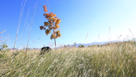 dog walking in field slow motion 4k