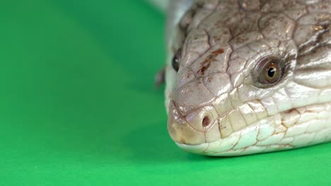 Close-up of a Skink's Head on a Green Background