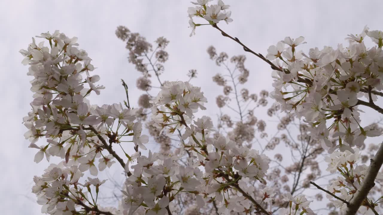 Slider looking up over Sakura branches in full bloom against beautiful blue sky
