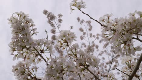 slider looking up over sakura branches in full bloom against beautiful blue sky