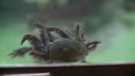 Axolotl swimming in water tank