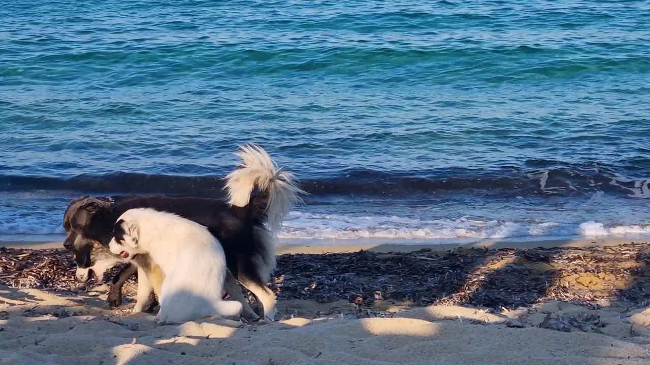Dogs play and enjoy the shore of Kriaritsi Beach, Greece, with gentle Mediterranean waves behind them and warm late-afternoon light highlighting their companionship