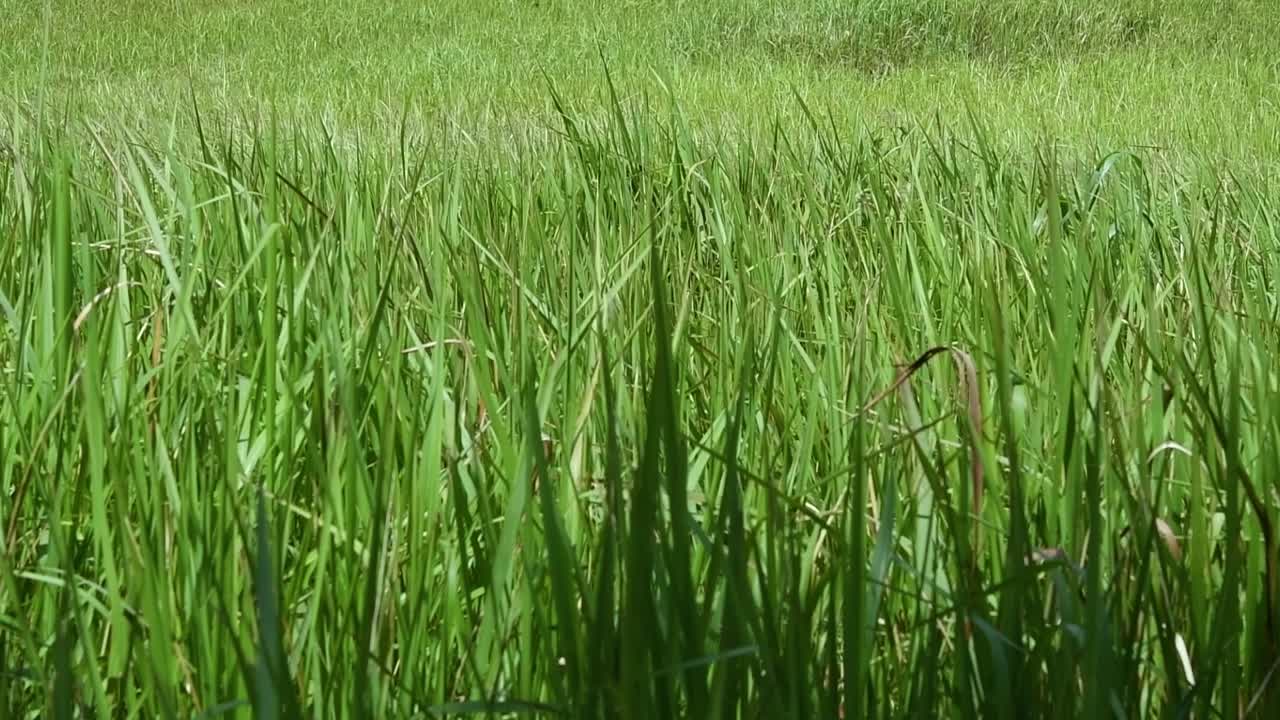 열대 및 아열대 아시아가 원산지이며 여러 국가에 도입된 다년생 풀