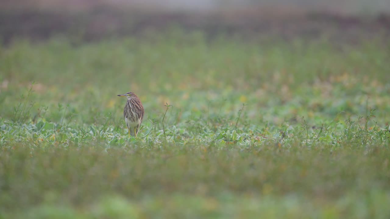 습지 에 있는 인도 웅 ⁇ 이 헤론