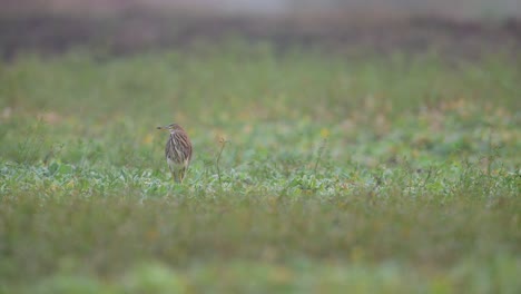 Indian-Pond-Heron-in-Wetland