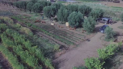 Muchos-Pollos-Salen-De-Un-Corral-Y-Deambulan-Por-El-Campo