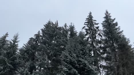 Abetos-Ligeramente-Nevados-En-Invierno-Con-Movimiento-De-Cámara-Y-Cielo-Nublado