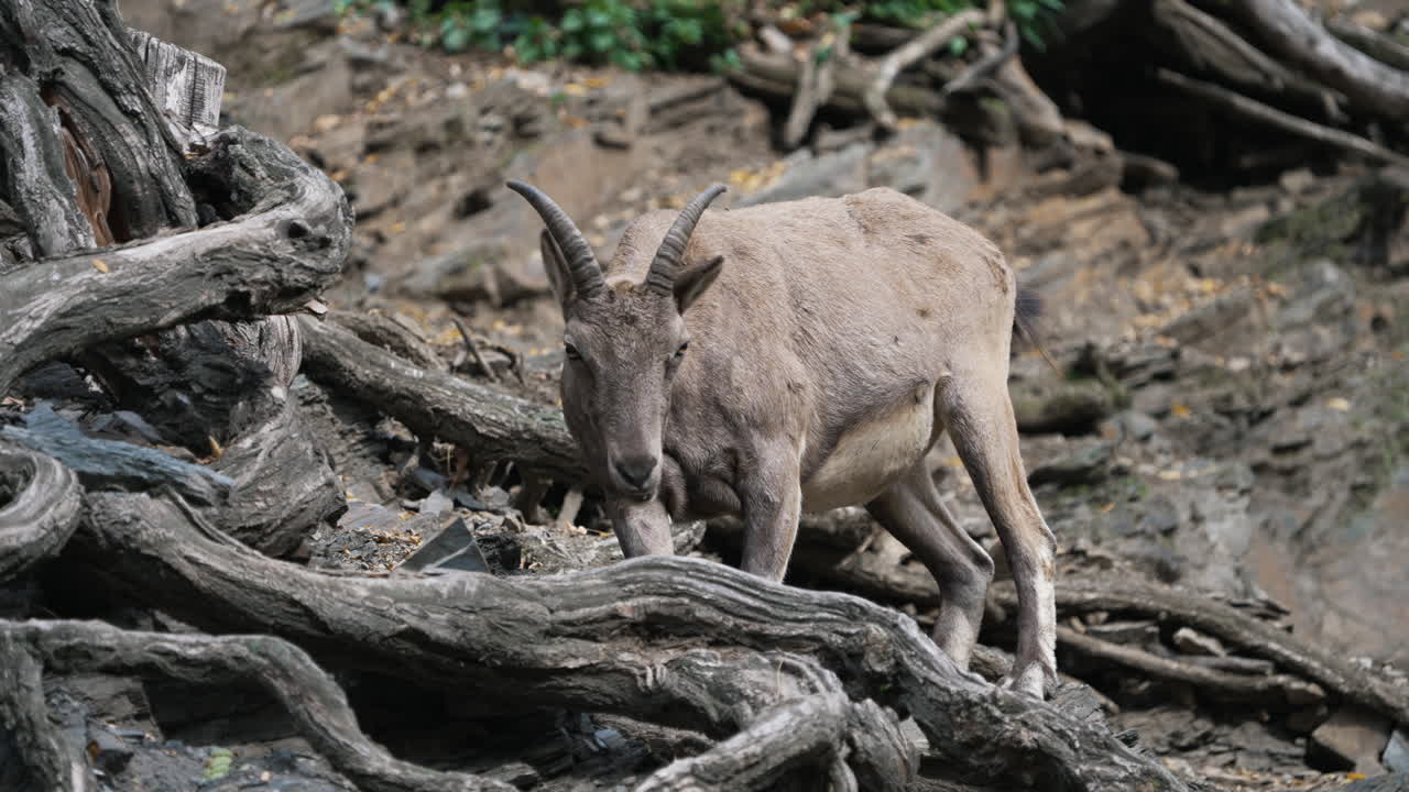 tur del cáucaso occidental comiendo hierba en las rocas