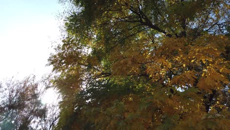 Grüne-Und-Gelbe-Herbstfarben-Auf-Einem-Baum
