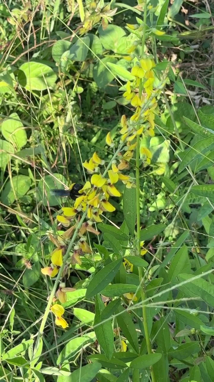 Bombo che impollina fiori selvatici gialli in un prato.