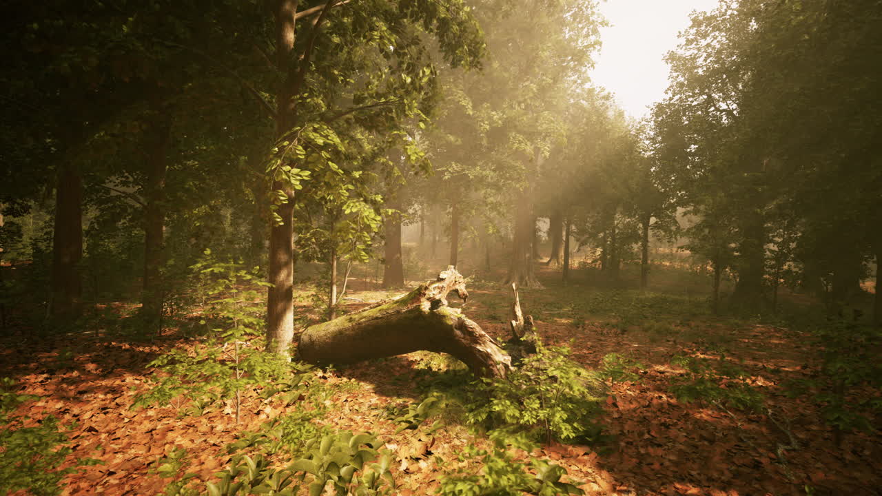 안개 숲의 장면