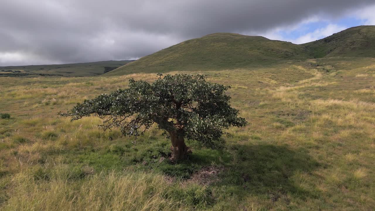 Aerial flyover of lone Sycamore tree growing in rolling golden meadow
