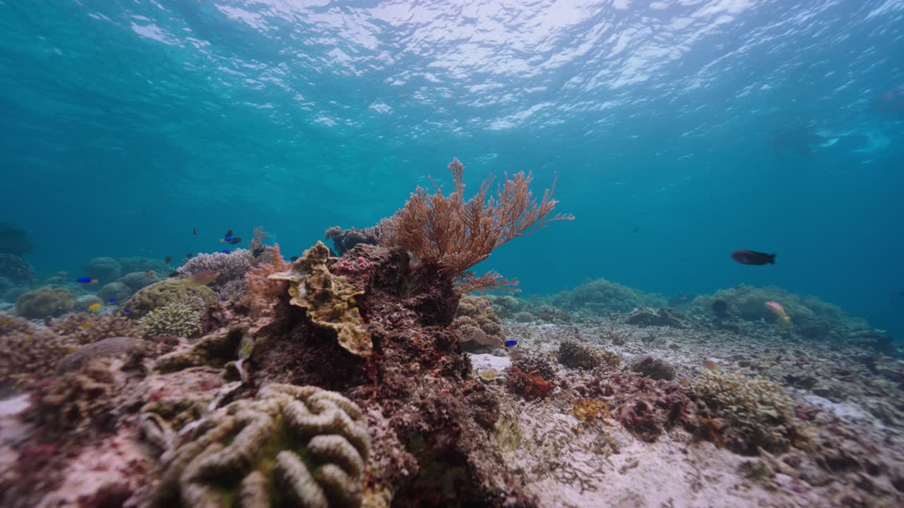 Scena cinematografica di barriera corallina sottomarina con coralli ramificati e pesci che nuotano in un chiaro oceano tropicale blu, mentre la luce solare filtra attraverso la superficie.